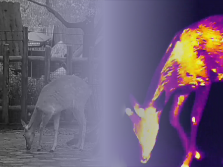 Thermal Imaging vs. Night Vision: Key Differences You Should Know